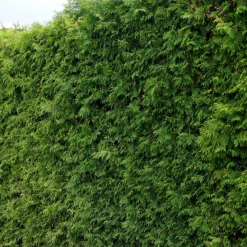 Thuya pour haie - Une haie dense en un rien de temps