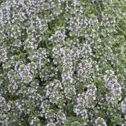 Thym citron Silver Queen - Le thym déco qui parfume tout