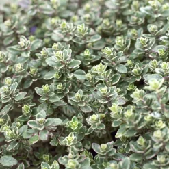 Thym citron Silver Queen - Le thym déco qui parfume tout