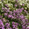 Thym précoce Coccineus - Un tapis rose parfumé