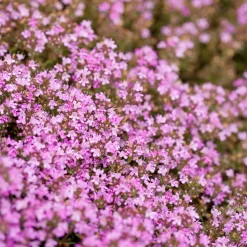 Thym précoce Coccineus - Un tapis rose parfumé