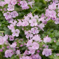 Thym serpolet Elfin - Un tapis parfumé sans effort