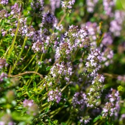 Thym serpolet - Un tapis parfumé sans effort