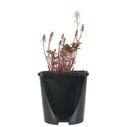 Tiarelle 'Pink Skyrocket' - L'ombre enfin fleurie
