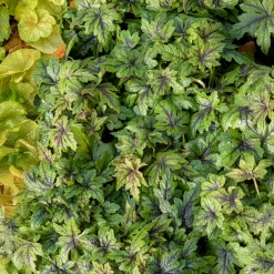 Tiarelle Sugar and Spice - Le tapis fleuri des coins ombragés