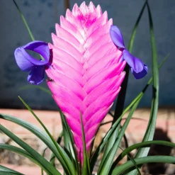 Tillandsia bleu - Fleur épi rose sans terre