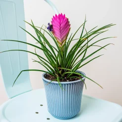 Tillandsia bleu - Fleur épi rose sans terre