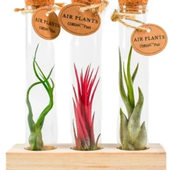 Tillandsias en mélange et tubes de verre - Zéro terre, effet déco direct