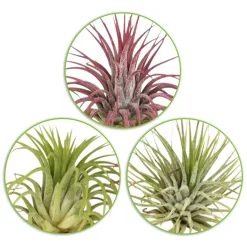 3 Tillandsias en mélange - Le vert sans une once de terre