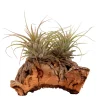Tillandsias sur bois - Zéro terre, effet déco direct