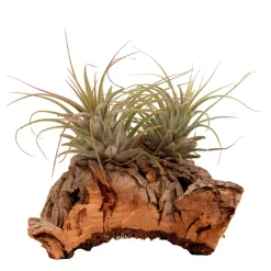 Tillandsias sur bois - Zéro terre, effet déco direct