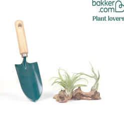Tillandsias sur bois - Zéro terre, effet déco direct