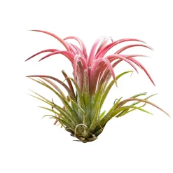 Tillandsias sur bois - Zéro terre, effet déco direct