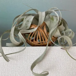 Tillandsia xerographica - La plante déco sans terre