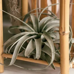 Tillandsia xerographica - La plante déco sans terre