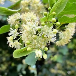 Tilleul à petites feuilles - L'arbre roi des jardins vivants