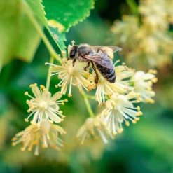 Tilleul à petites feuilles - L'arbre roi des jardins vivants