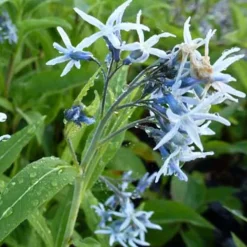 Étoile bleue - Un bleu ciel tout l'été