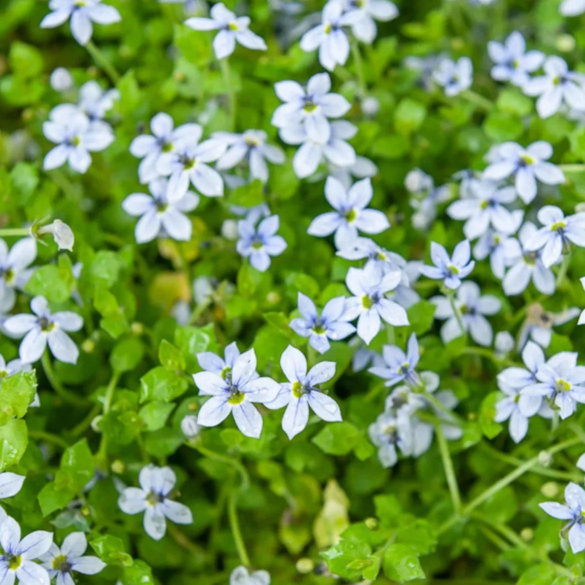 3 Étoiles bleues tapissantes - Un tapis fleuri sans effort
