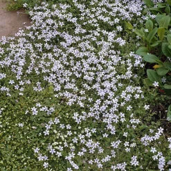 3 Étoiles bleues tapissantes - Un tapis fleuri sans effort