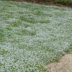 3 Étoiles bleues tapissantes - Un tapis fleuri sans effort