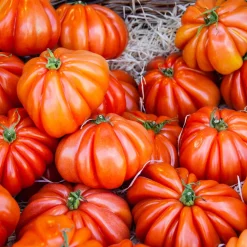 Tomate Beefsteak - Une tranche, tout le burger