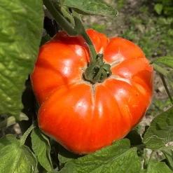 Tomate Beefsteak - Une tranche, tout le burger