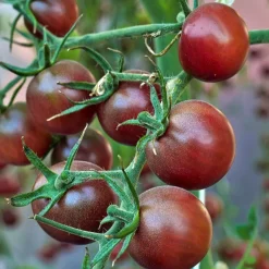 Tomate-cerise Cerise Chocolate - Le goût sucré en bouchée