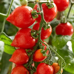 Tomate cerise Coeur d'amour - Des cœurs sucrés à croquer