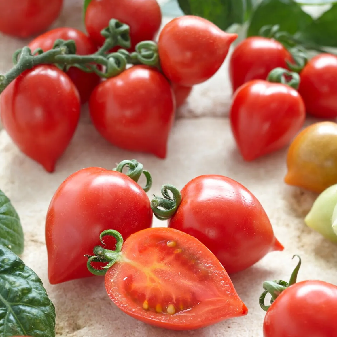 Tomate cerise Coeur d'amour - Des cœurs sucrés à croquer
