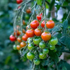 Tomate cerise Délice du jardinier - Des cerises sucrées tout l'été