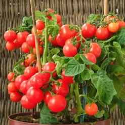 Tomate-cerise pour pot Minibel - Des tomates même sur balcon