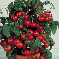 Tomate-cerise pour pot Minibel - Des tomates même sur balcon