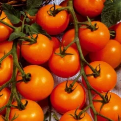 Tomate-cerise Sungold F1 - Le goût sucré de l'été