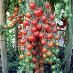 Tomate cerise Sweet baby - Le sucre au bout des doigts