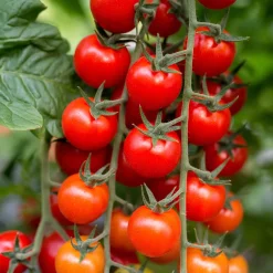 Tomate cerise Sweet baby - Le sucre au bout des doigts