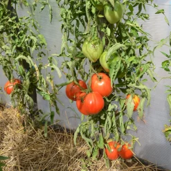Tomate charnue 'Coeur de Boeuf' - La tomate qui remplit l'assiette