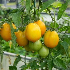 Tomate citron - Lemon Tree - Des tomates jaunes et douces