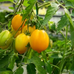 Tomate citron - Lemon Tree - Des tomates jaunes et douces