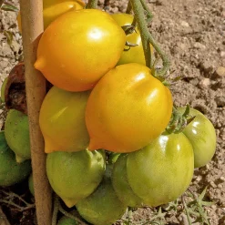 Tomate citron - Lemon Tree - Des tomates jaunes et douces