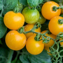 Tomate Cocktail Raisins jaunes - Des grappes sucrées tout l'été