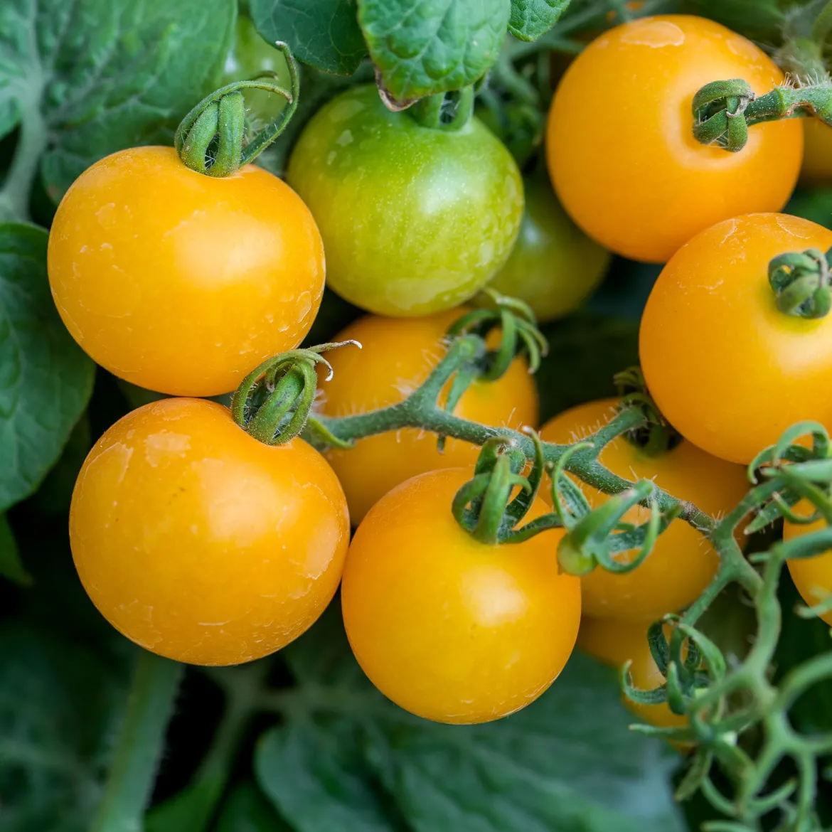 Tomate Cocktail Raisins jaunes - Des grappes sucrées tout l'été