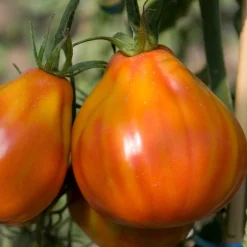 Tomate Liguria - Chair charnue, goût plein