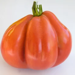 Tomate Liguria - Chair charnue, goût plein