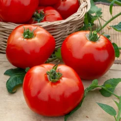 Tomate Merveille des marchés - Des tomates rondes et juteuses