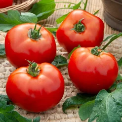 Tomate Merveille des marchés - Des tomates rondes et juteuses