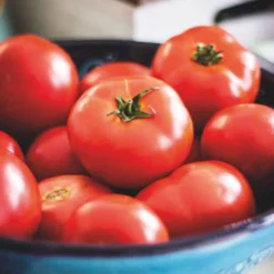 Tomate 'Moneymaker' - Récoltes rouges garanties
