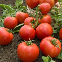 Tomate Montfavet 63/5 F1 (Obt. INRA) - Tomates rouges sans faille