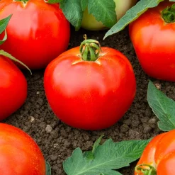 Tomate Pyros HF1 - Des tomates rondes tout l'été