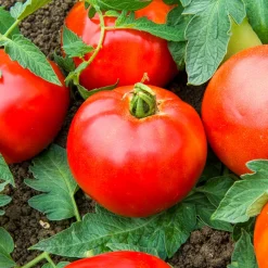 Tomate Pyros HF1 - Des tomates rondes tout l'été